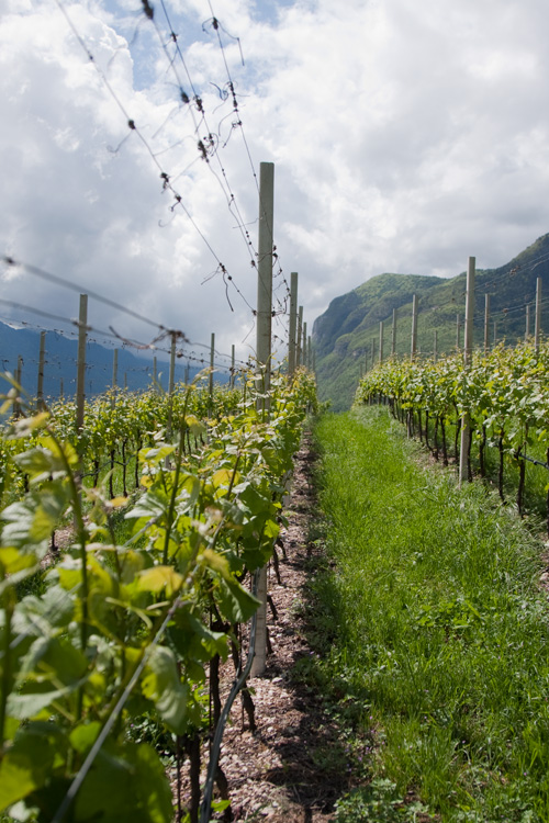Südtiroler Wein
