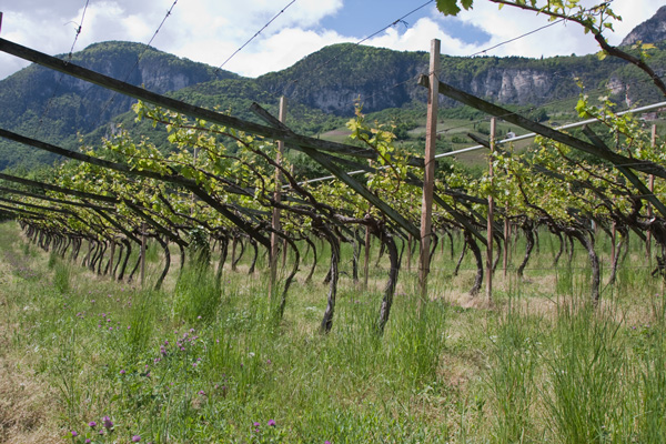 Südtiroler Weinlandschaft